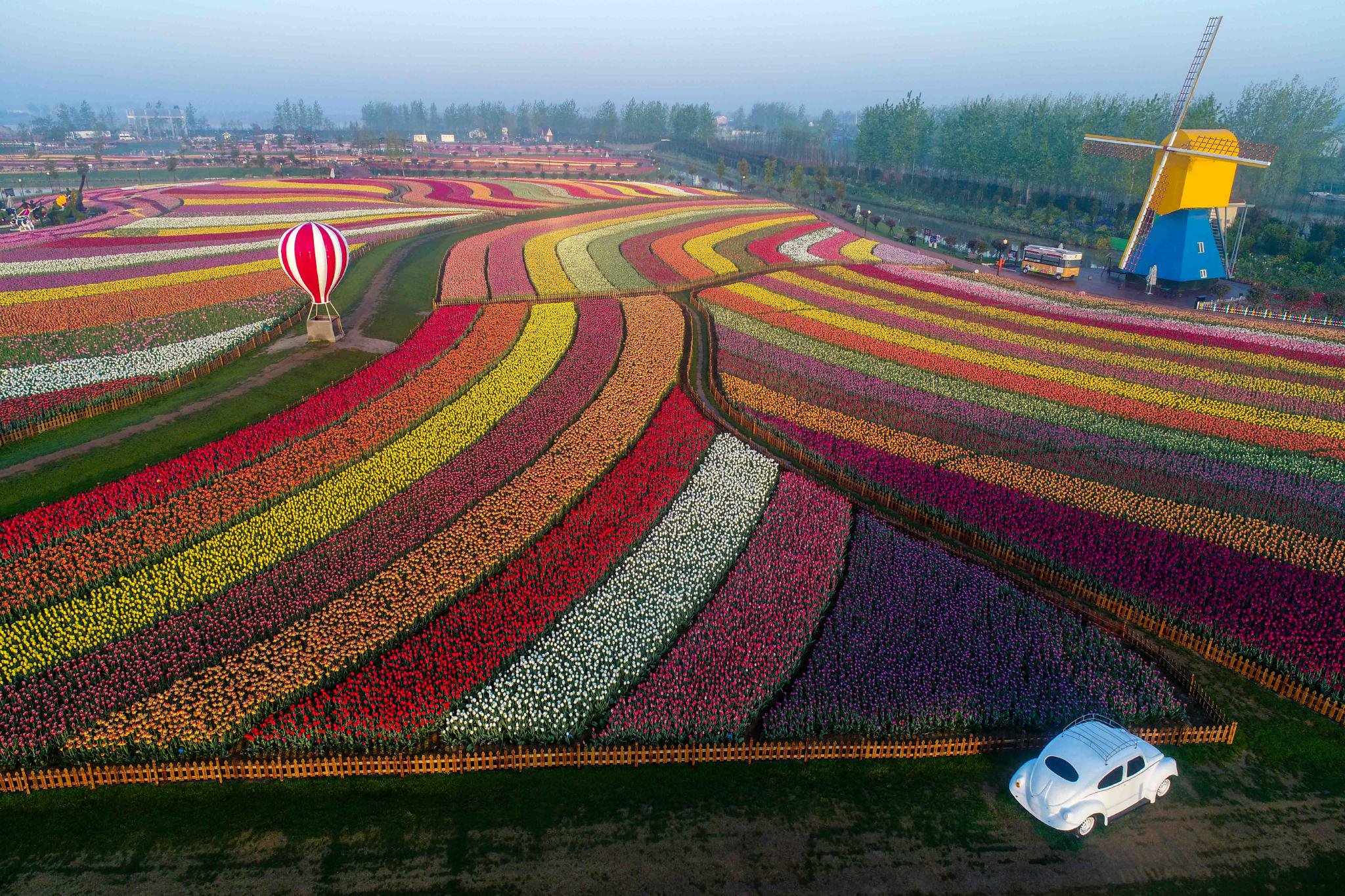 无人机拍摄的荷兰花海景区.新华社发(汤德宏摄)