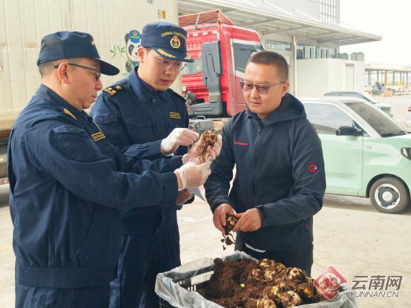 不负春耕好时节,云南海关助力育好苗|海关_新浪财经_新浪网