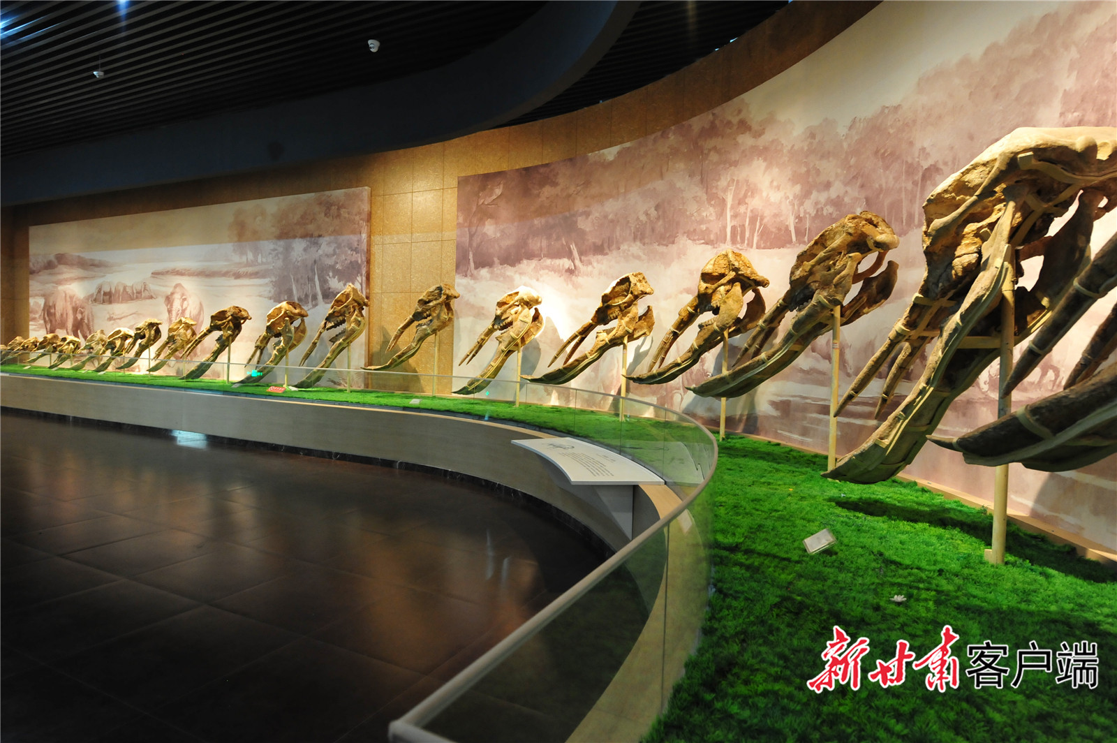 和政古动物化石博物馆。