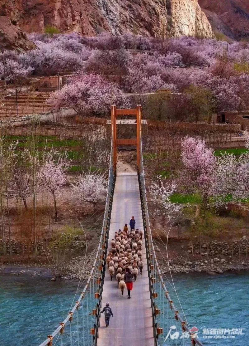 塔什库尔干塔吉克自治县大同乡杏花盛开时的美景(资料图片).