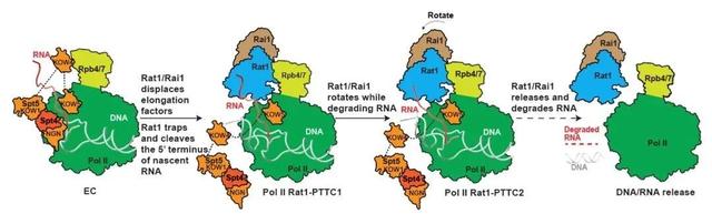图2 外切酶Rat1介导的转录终止模型
