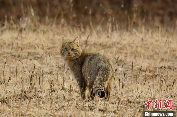 祁连山国家公园野生动物救护繁育站成功放归一只成年雄性荒漠猫|放归_