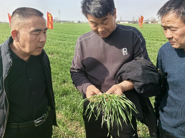 茂盛生物邀约河南平顶山地区经销商现场观摩小麦试验示范田。 (陈传武 摄)