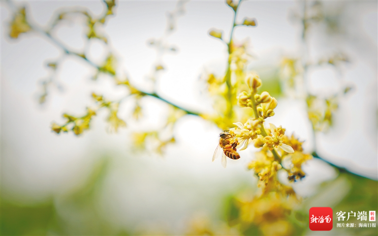 定安龙湖镇黄皮树花开，蜜蜂忙碌着采蜜。 海南日报记者 张茂 摄