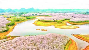 　　3月28日拍摄的贵安万亩樱花园。 贵阳日报融媒体记者 石照昌 摄