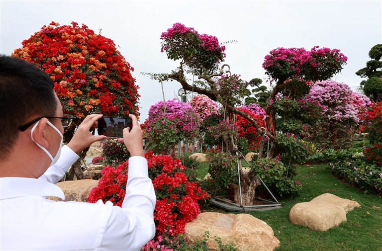 　　位于崖州湾科技城的三角梅科博园内，游客在打卡拍照。三亚日报记者 袁永东 摄