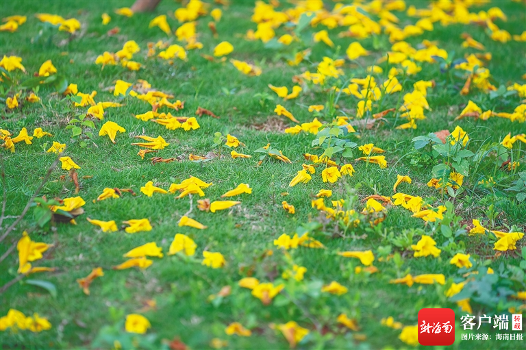 落在草地上的黄花风铃木花。 海南日报记者 李天平 摄