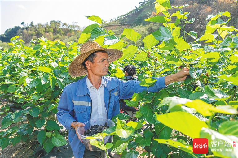 在琼中红毛镇共建村，桑树已结出桑葚。海南日报记者 李天平 摄