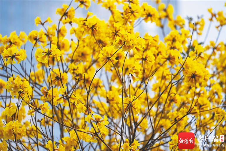 海口龙珠湾的黄花风铃木的花朵犹如串串风铃。 海南日报记者 李天平 摄