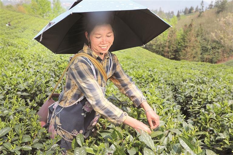 工人正在采茶。 贵州日报天眼新闻记者 周睿 摄