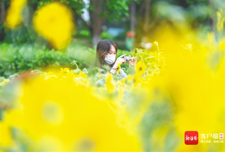 近日，海口万绿园的向日葵也迎来盛花期。海南日报记者 李天平 摄