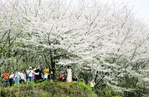 　　游客在贵安樱花园一“网红树”下拍照打卡。 贵阳日报融媒体记者 石照昌 摄