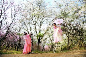 　　游客在清镇樱花园拍照。 贵阳日报融媒体记者 许发顺 摄