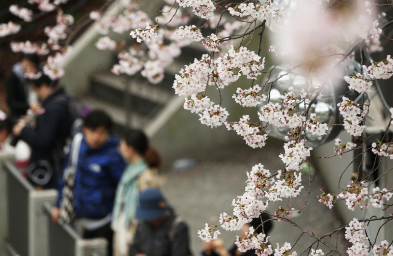 　　2016年4月1日，在日本首都东京，游客在千鸟渊赏樱。新华社记者刘天摄