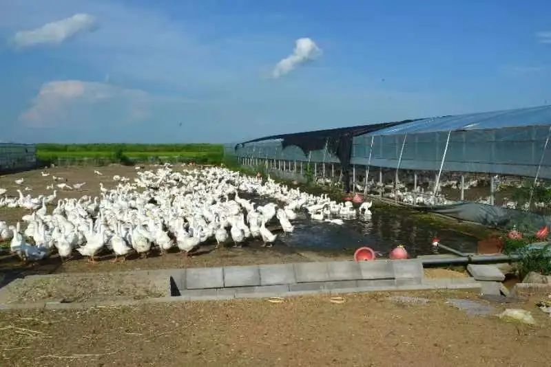 汤原县规模化白鹅养殖基地一角.