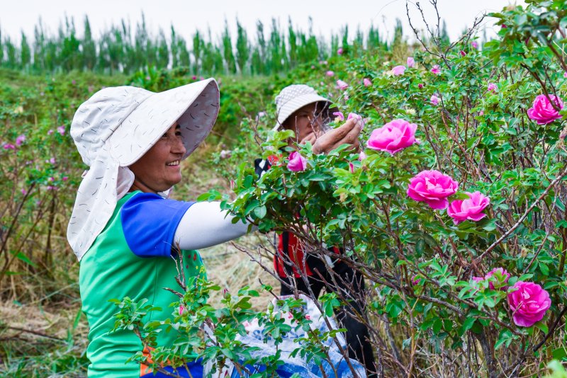 　　新疆于田瑰觅生物科技股份有限公司万亩玫瑰花种植基地,农民在采摘玫瑰花(资料图)。
