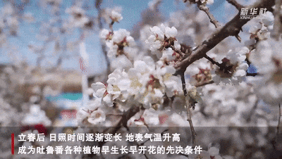 吐鲁番高昌杏花节开幕式上的精彩演出。来源：吐鲁番零距离