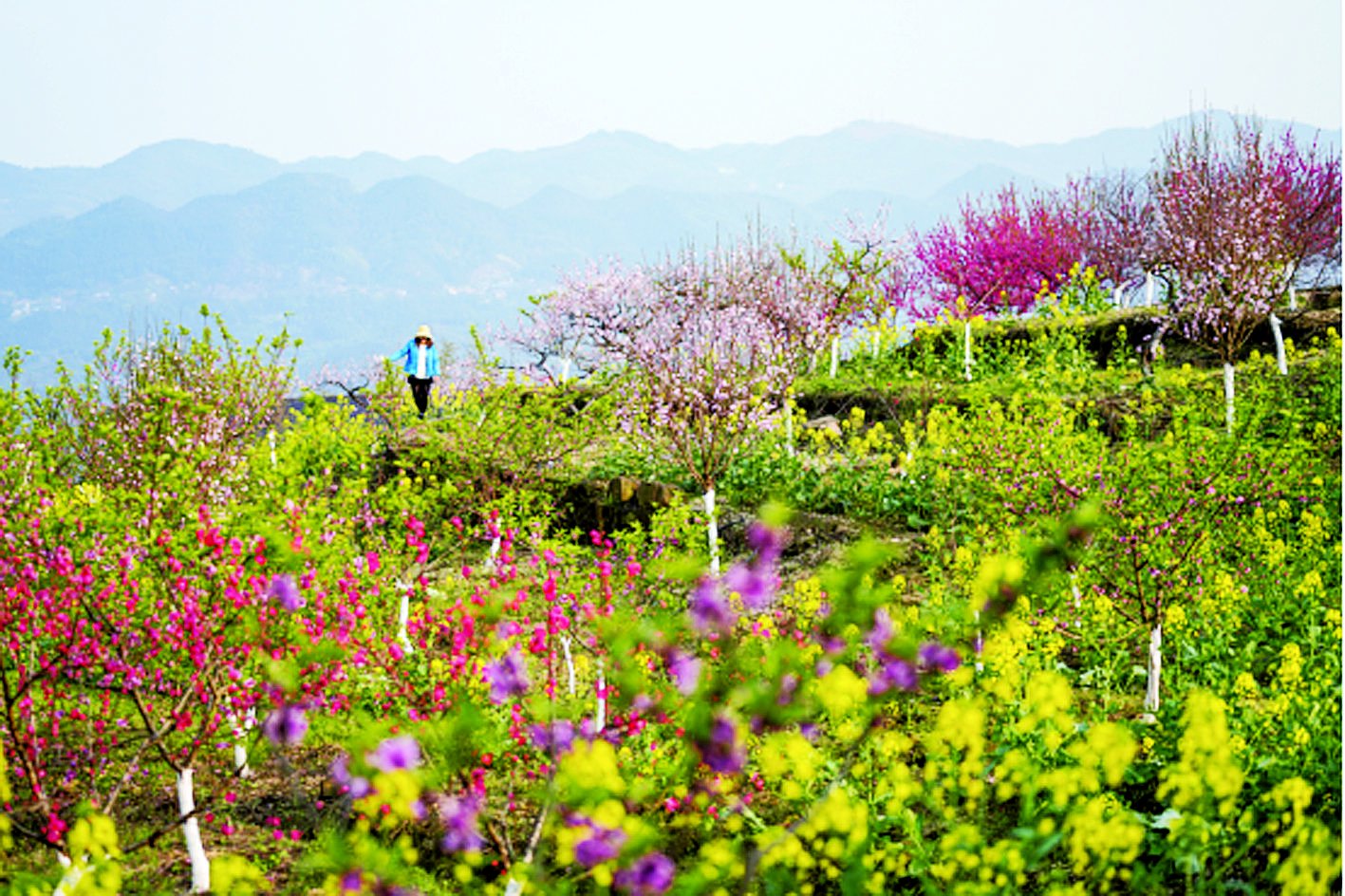 北碚区东阳街道西山坪村桃花花景合川区太和桃花山春暖花开,重庆各地