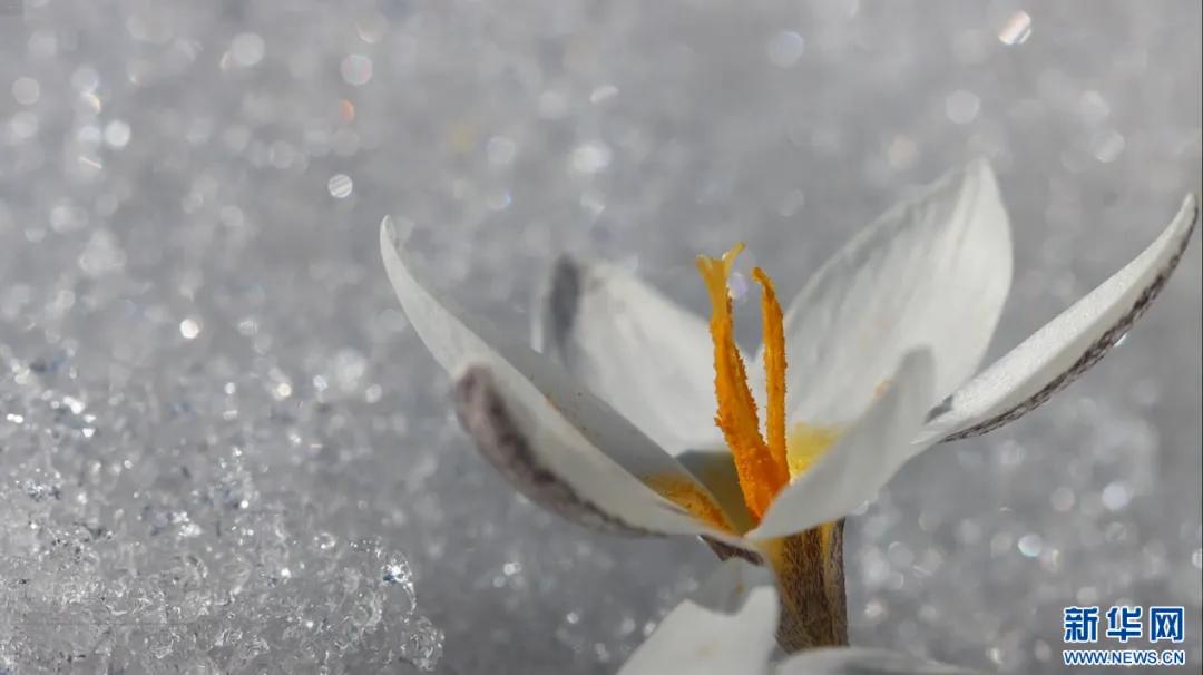 迎着暖阳，察布查尔锡伯自治县孙扎齐牛录镇郎喀村的顶冰花在雪水的滋养下含苞吐蕊。来源：新华网
