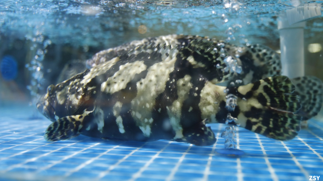 清蒸的做法,不仅保留了鱼肉的原汁原味,更让每一口都充满了鲜嫩与爽滑