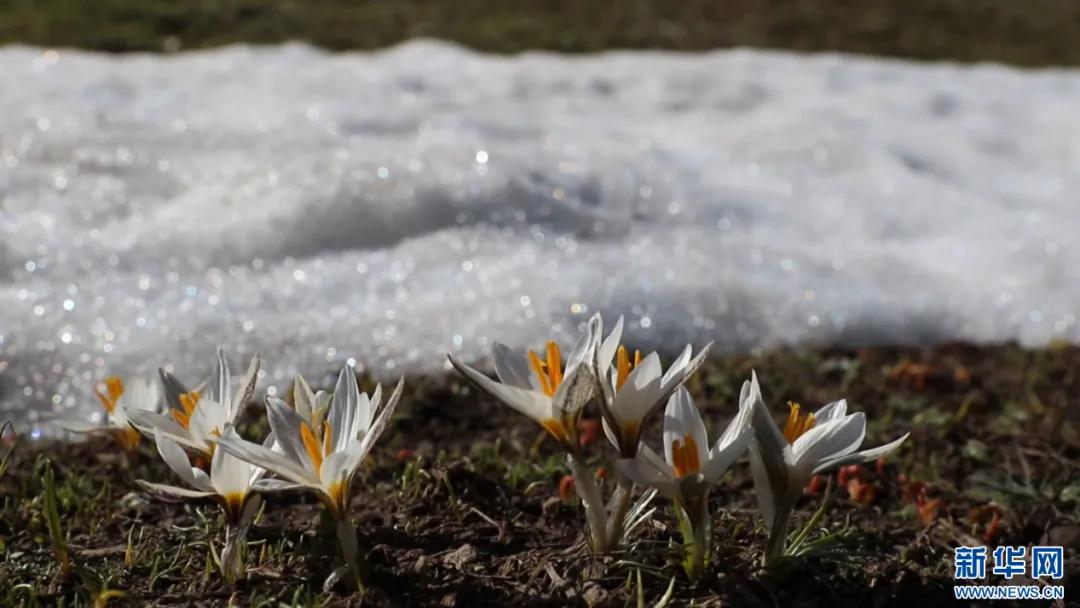 迎着暖阳，察布查尔锡伯自治县孙扎齐牛录镇郎喀村的顶冰花在雪水的滋养下含苞吐蕊。来源：新华网