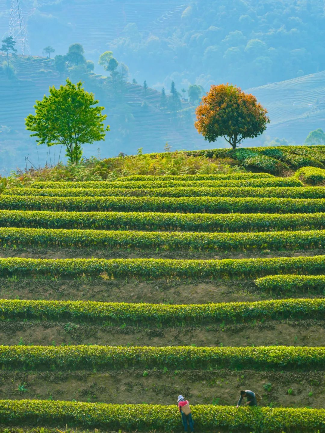 东方之珠牵手彩云之南:一条珠江,一片茶叶,一部作品|大理白族自治州