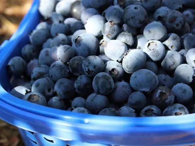 云南高原大果径蓝莓甜