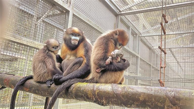 黔金丝猴添新宝宝_新浪财经_新浪网