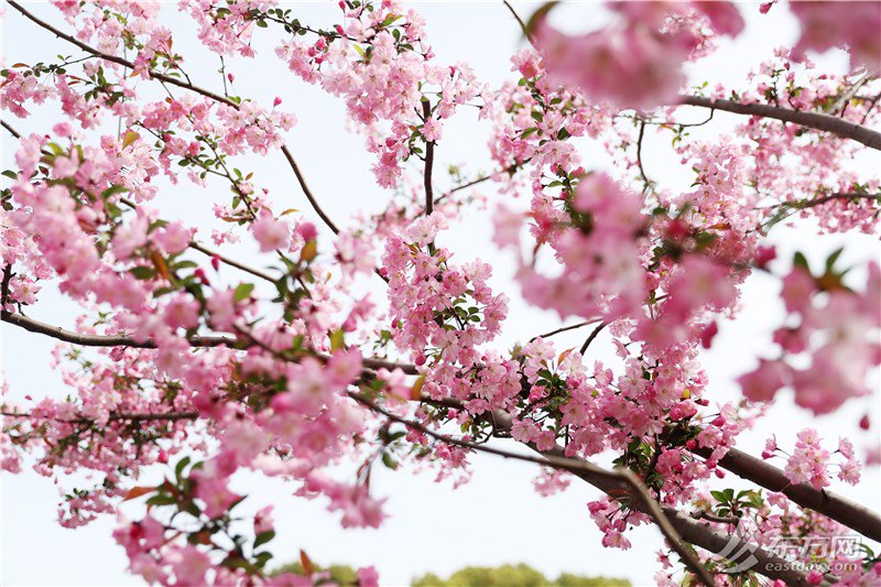 踏青攻略 | 黄兴公园繁花似锦,第八届海棠文化节开幕|海棠_新浪财经