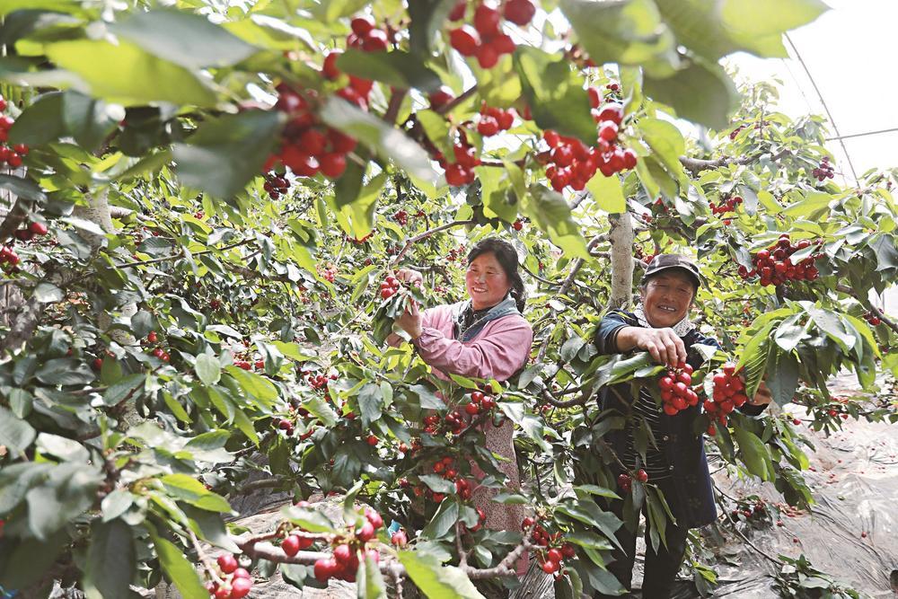 大棚樱桃抢"鲜"上市