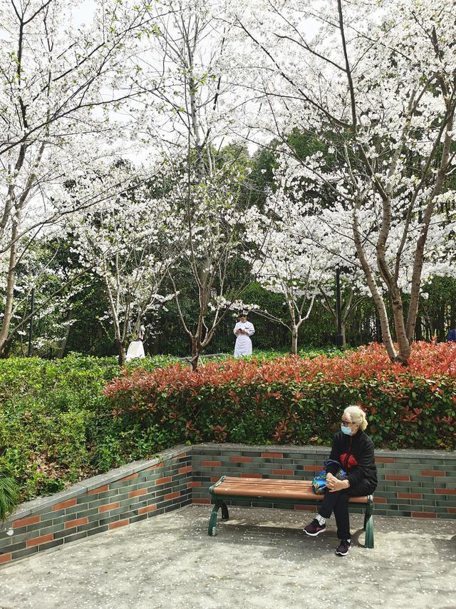 黄兴公园外的双阳北路上,市民坐在长椅上,头上时不时有染井吉野樱的