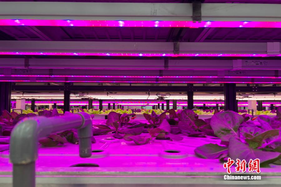 云天化绿色农业科创中心中，AI种植植物工厂正在培育农产品。中新网 张钰惠 摄
