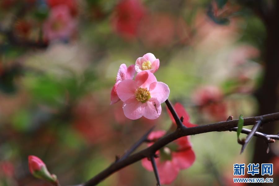 盛放的木瓜花（摄于3月26日）。新华网发（李四堂 摄）