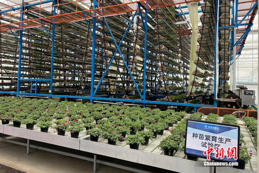 云天化绿色农业科创中心中，种苗繁育生产试验区正在运作。中新网 张钰惠 摄