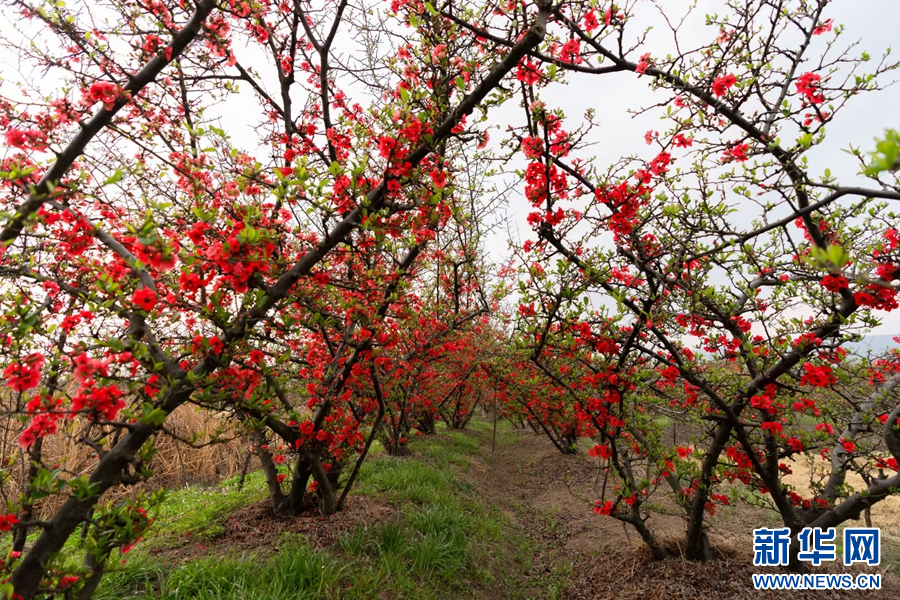 茈碧湖畔,一树树木瓜花娇艳似火(摄于3月26日).新华网发(罗新才 摄)
