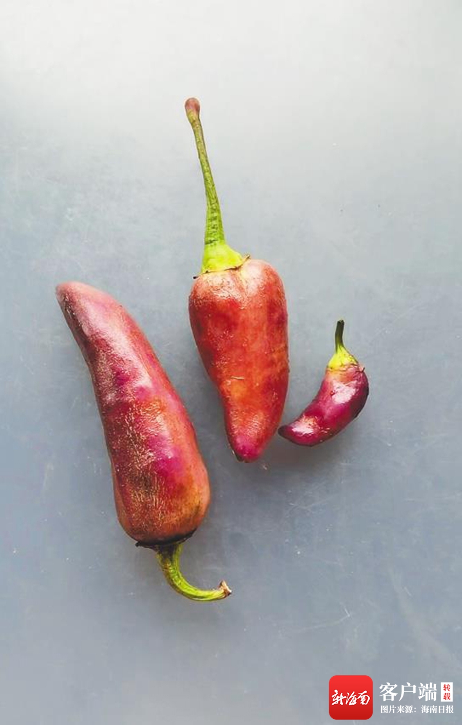 南繁"上新"的品种里还有我们颜值非凡的小伙伴"茄子辣椒".