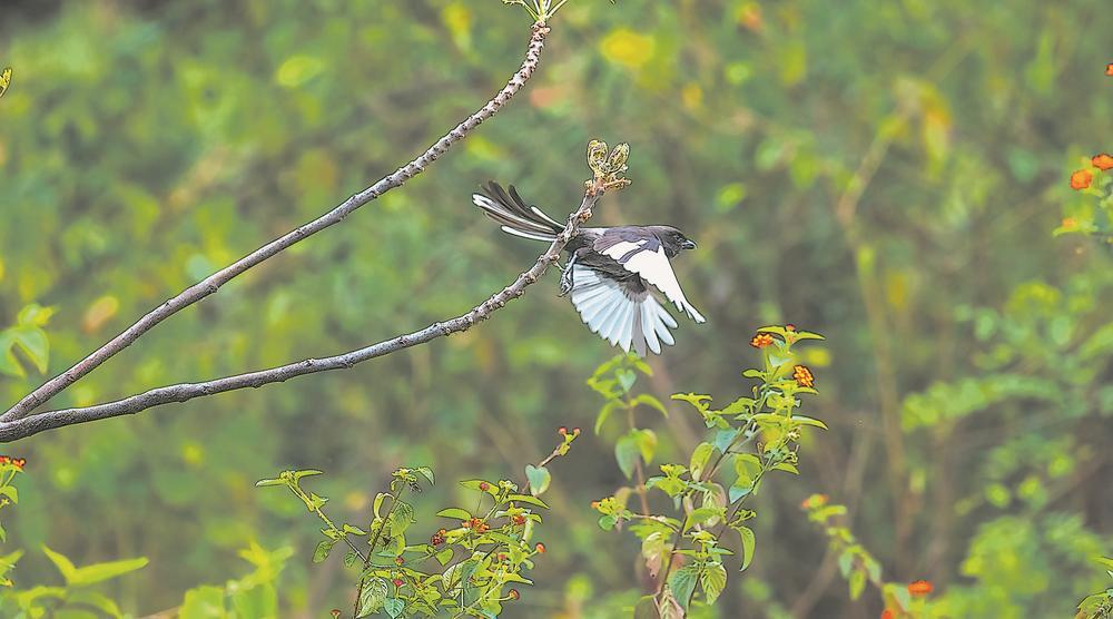 我国首次记录 白肩鹊鵙现身晋江|泉州市_新浪财经_新浪网