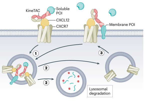 图4. 利用细胞因子和生长因子循环受体进行膜蛋白的eTPD