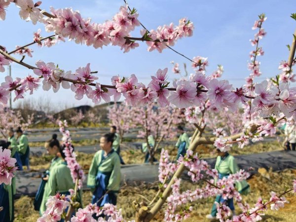 桃花盛开满眼春 中国·蒙阴第十八届桃花文化旅游季启动