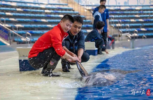特奥冠军李想在养护人员的陪伴下与海豚亲密互动。 孟雨涵 摄