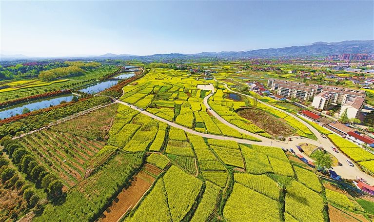 3月29日,无人机拍摄的西乡县油菜花海.