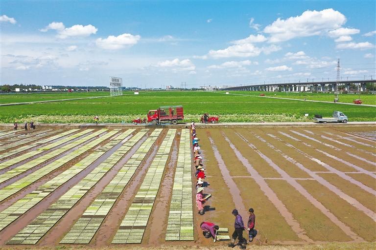 图为3月25日,在四川省眉山市东坡区太和镇永丰村,村民开展水稻育秧