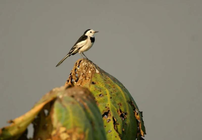 这个春天且听宋画中的鸟鸣