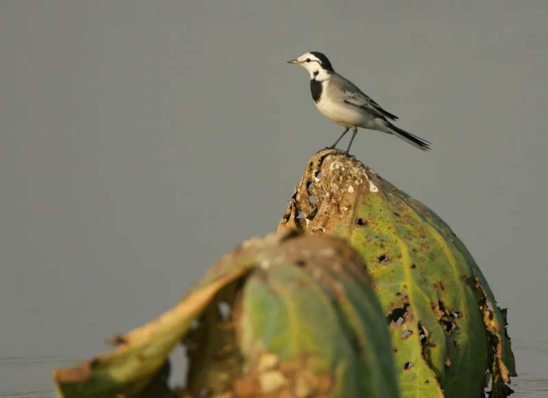 这个春天且听宋画中的鸟鸣