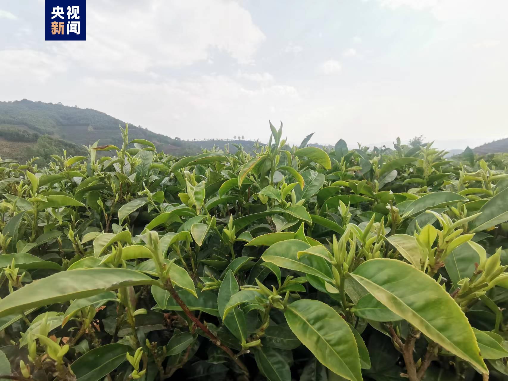96万户18.7万人涉茶种茶.2023年,昌宁县茶叶总产量达2.
