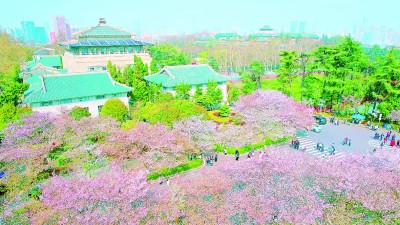 &nbsp;&nbsp;&nbsp;&nbsp;武汉樱花&nbsp;王建宏摄/光明图片