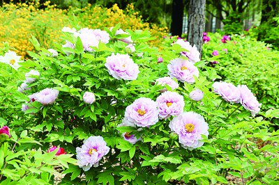 &nbsp;&nbsp;&nbsp;&nbsp;洛阳牡丹&nbsp;李晓楠摄/光明图片