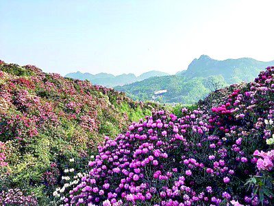 贵州毕节:百里杜鹃花 风翻涌彩霞|贵州省_新浪财经_新浪网