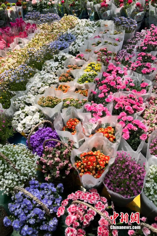 斗南花市鲜花种类图片