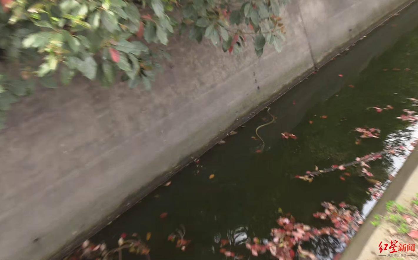 消防提醒蛇出没季节将至遇蛇咬后这些坑千万别踩